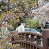 近江八幡堀桜の風景その２