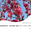【愛知県知多市】「佐布里池 梅まつり」の開花情報≪2025.3.1時点≫