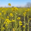 武庫川｜気持ちの良い青空の下で菜の花を見にサイクリング