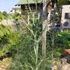 実生のフェンネル、大きくなったよ。