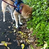 いつもと変わらず、だよ