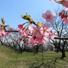 加治川治水記念公園の桜2022(4/1)