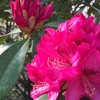 【太閤さんぽ 3 】大阪城公園　この花の名前は？　その名は「シャクナゲ」