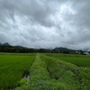 2023/07/01 土曜日　梅雨前線復活