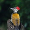 Black-rumped Flameback ヒメコガネゲラ （インドの鳥その27）