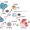 じじぃの「カオス・地球_320_LIFESPAN・第6章・老化細胞の除去・サイトカイン」