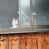 窓辺の保護猫君百面相（5面相）