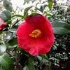 『山茱萸 （サンシュユ）』