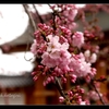 安曇野　【満開の桜に雪】