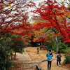 【高尾】高尾山、関東の代表的紅葉観光地を歩く、高尾山散歩の休日