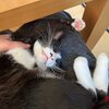 ちゅ〜るより煮干しが好きだ