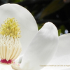 タイサンボク　泰山木　Magnolia grandiflora L.2015