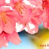 ただただ河津桜🌸春の一日