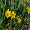 小さいスイセン　クッション材　梅の花　桜色を塗る