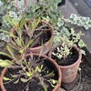玄関脇植え替え続き：レンガを置いたり鉢を追加したり