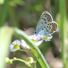霧ケ峰高原のアサマシジミ！！2021年7月17日. 