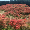 大和葛城山　一面のツツジ（奈良県・大阪府）（5/12）