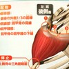 解剖学的に三角筋後部を鍛える