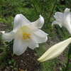 白い花は初夏の象徴