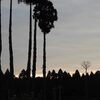 今夜の晩ごはん