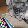 猫も、新年のご挨拶。