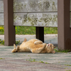 隣県西部離島のねこさん