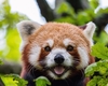 レッサーパンダの魅力満載！知られざる生態と驚きの特徴