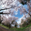 さくら名所100選の桜【小金井公園】