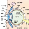 強膜バックリング手術　～後遺症編～