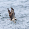 ３年振りに行ってみました。美しい  ＂アオバト＂の飛来する海岸　　　野鳥撮影《第351回》