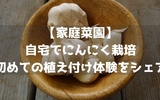 【家庭菜園】自宅でにんにく栽培：初めての植え付け体験をシェア