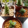🌵多肉植物　南十字星 増殖計画進行中🌵