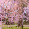 しだれ桜のライトアップ：内山邸