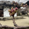 桜の開花はもうすぐみたいだ