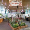 板橋区立熱帯環境植物館「身近な食材植物展」