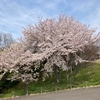 今年の桜はこれで見納めかな