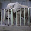  訃報　東山動植物園のアフリカゾウのチー♂