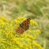 蝶と蜂　自然公園にて