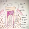 🦷歯の構造🦷