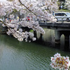 またまた・・・桜満開の彦根城へ