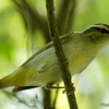 日本　2023年8月4日文殊山の野鳥など