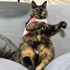 おっぴろげ。