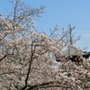 道成寺の桜＃１８