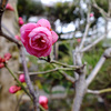 盆栽・・・？　　鉢植えの梅