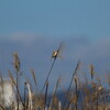 淀川野鳥探鳥 2016/3/21 6:00-10:05