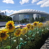 真夏の東京ドームシティ「ひまわりミストと未来のミライ展」