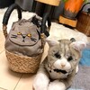 どうしよう！猫愛が止まりません