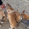 うさぎの楽園大久野島！エサのやり方と触れ合いのマナーは？