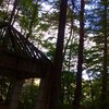 ハーブの虫よけスプレー