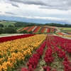 夏の北海道旅行は色々とコツが必要かも。Day2前半：いかにお花畑を満喫するか。多分二度と来ないし。